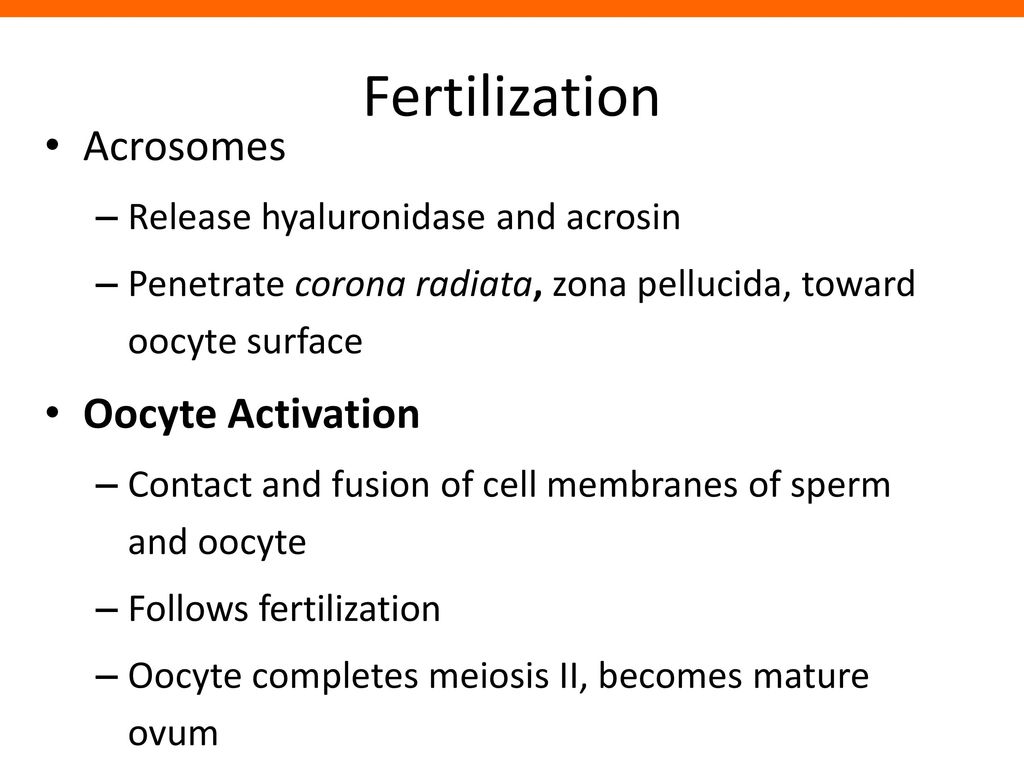 Reproductive System MCB ppt download
