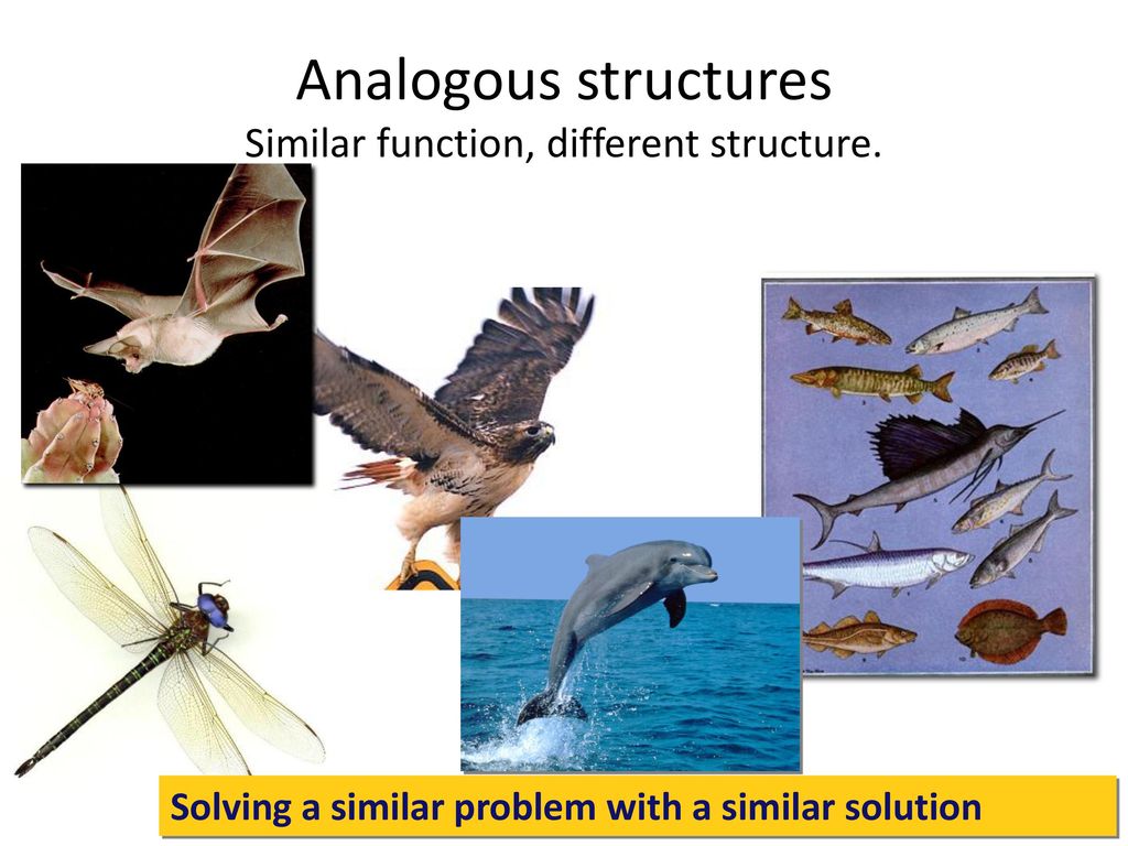 Analogous structures Similar function, different structure.