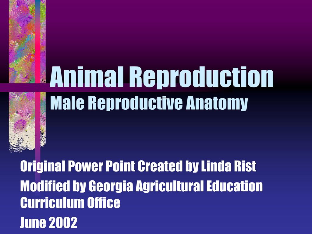 Animal Reproduction Male Reproductive Anatomy - ppt download