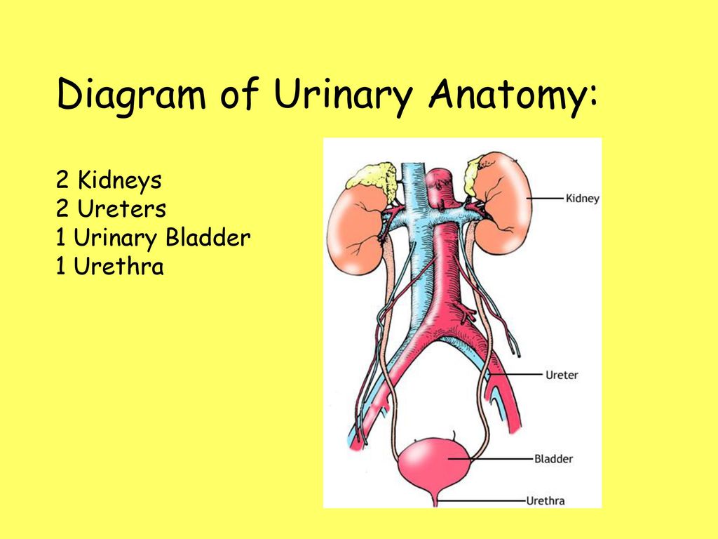 SOLUTION: Computerized notes of nursing for excretion system : urinary -  Studypool