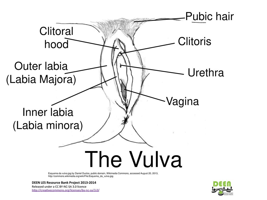 Vulva wiki Category:Human vulvas