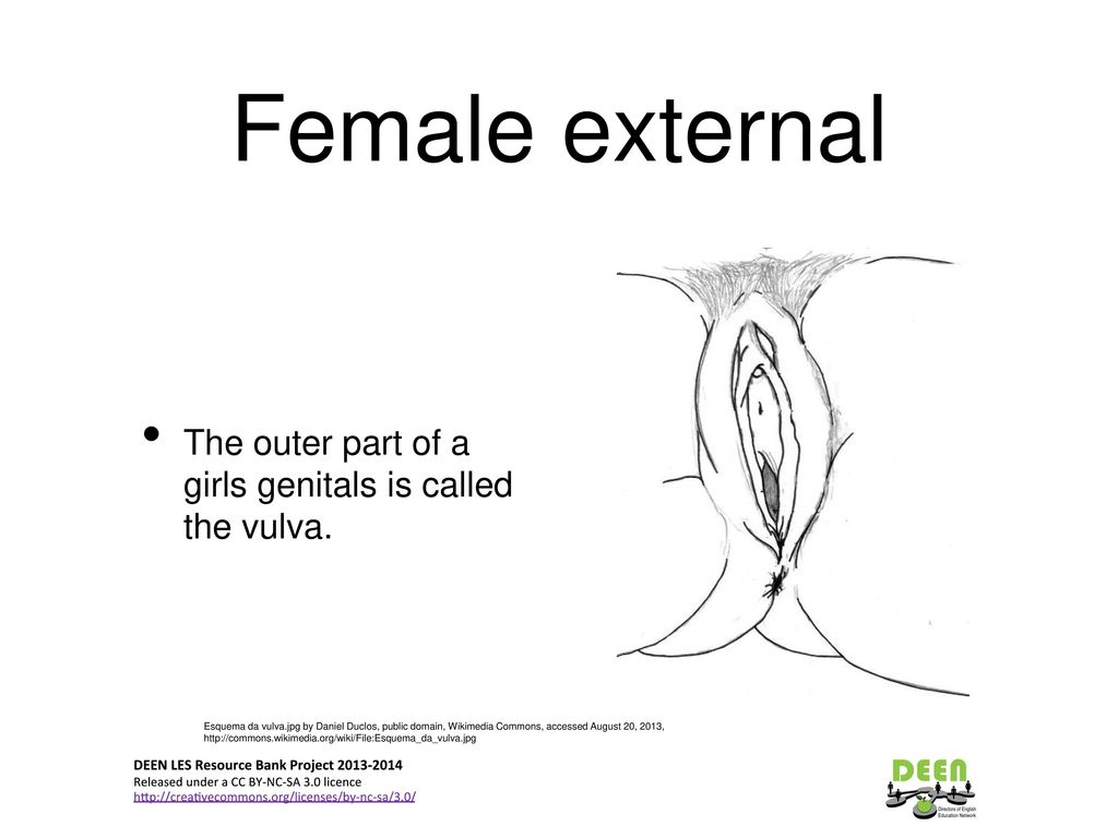 Vulva wiki Category:Labia minora