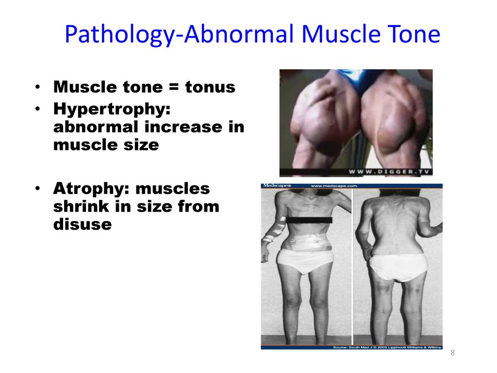 Muscular System. - ppt download
