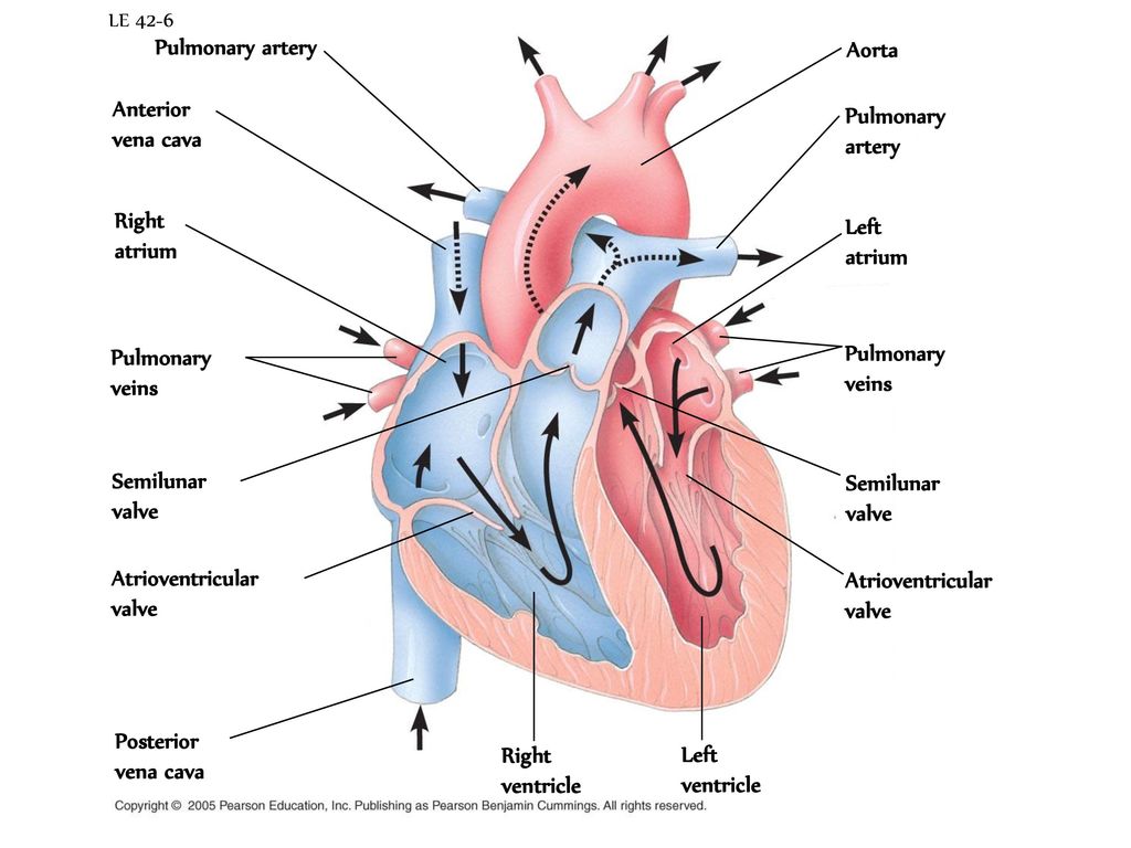 Легочные артерии анатомия. Атриовентрикулярные клапаны сердца. Сколько легочных артерий