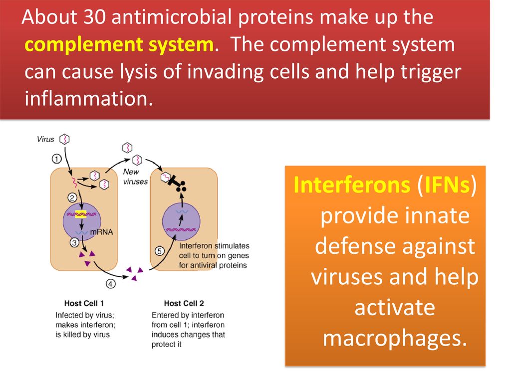 About 30 antimicrobial proteins make up the complement system