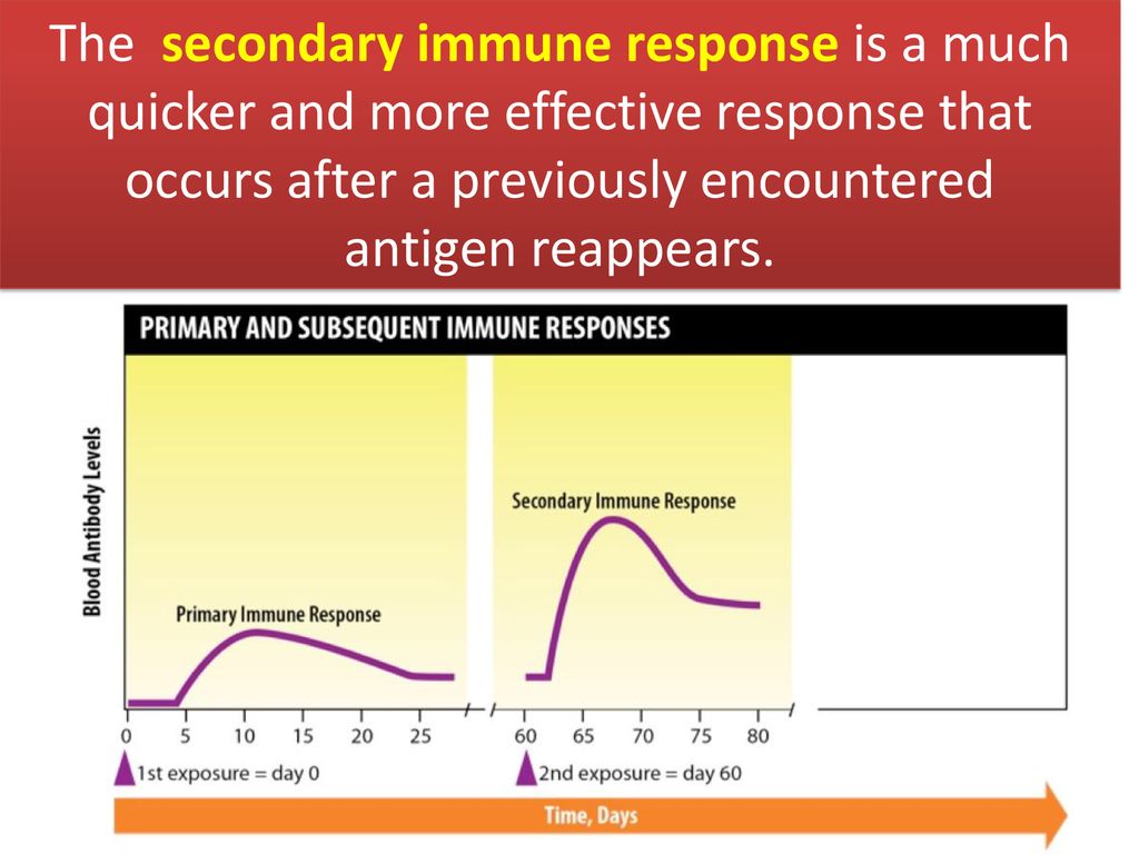The secondary immune response is a much quicker and more effective response that occurs after a previously encountered antigen reappears.