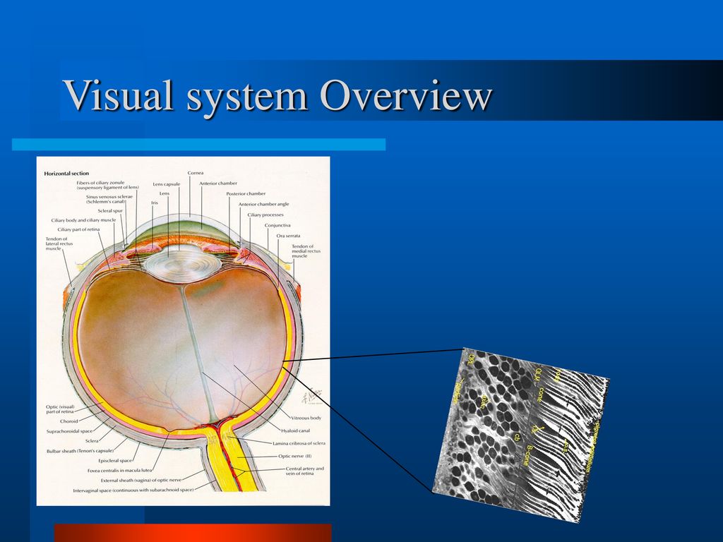 UAB School of Optometry Biology Diagrams