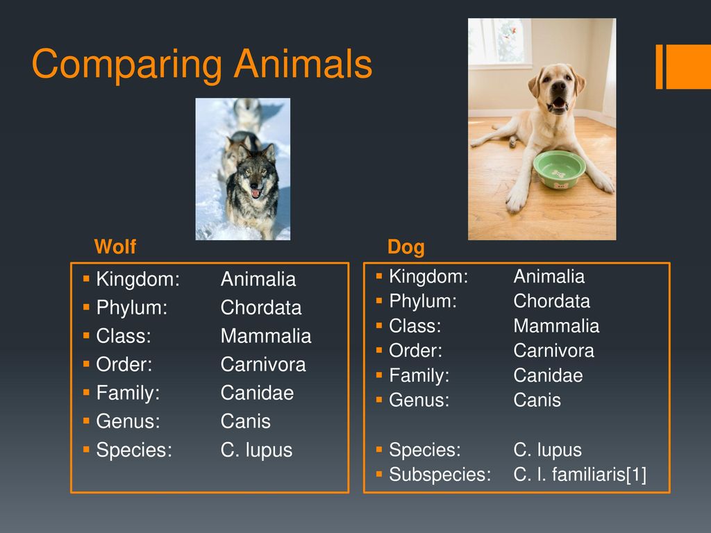 Activity 75: Classifying Animals - ppt download