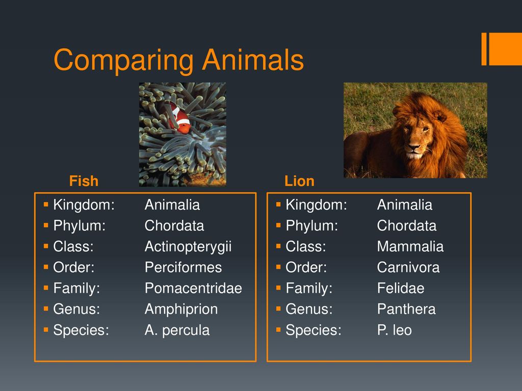 Activity 75: Classifying Animals - ppt download