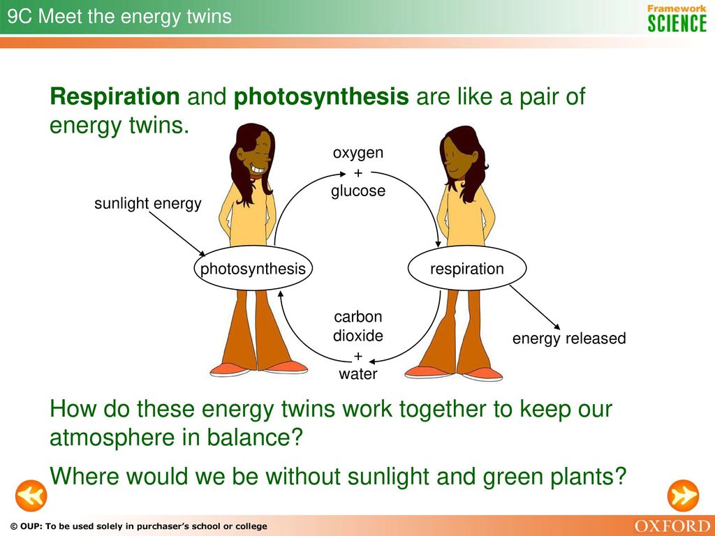 Respiration and photosynthesis are like a pair of energy twins.