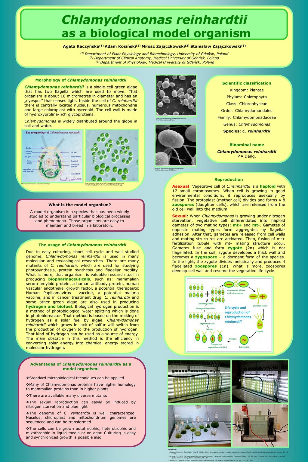 chlamydomonas-reinhardtii-as-a-biological-model-organism-agata
