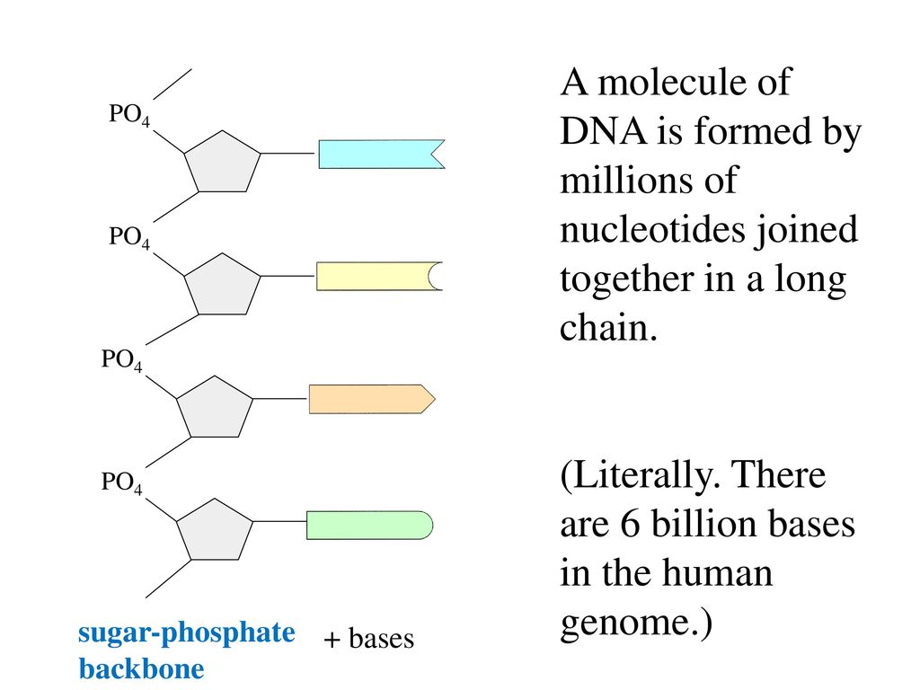 (Literally. There are 6 billion bases in the human genome.)