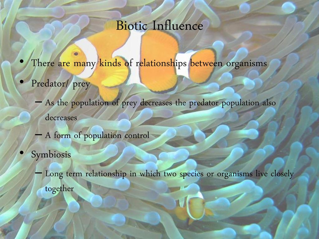Biotic Influence There are many kinds of relationships between organisms. Predator/ prey.