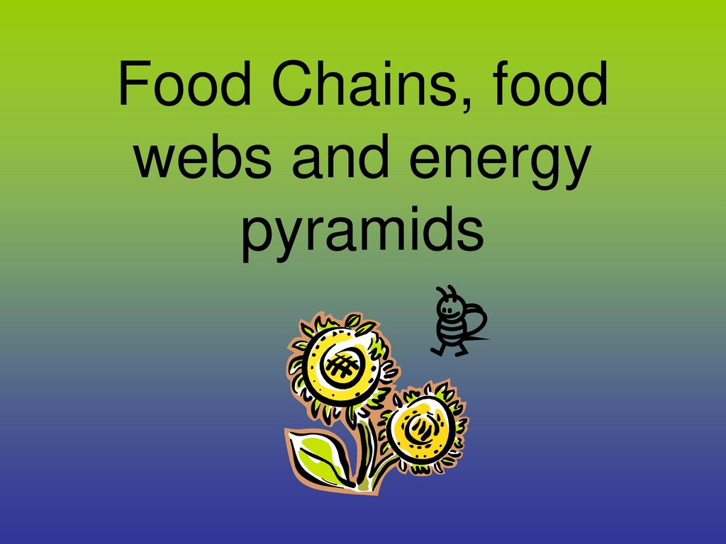 Food Chains, Food Webs And Energy Pyramids - Ppt Download