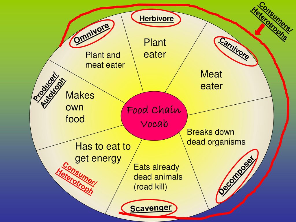 Food Chains Food Webs And Energy Pyramids Ppt Download food-chains-food-webs-and-energy-pyramids-ppt-download