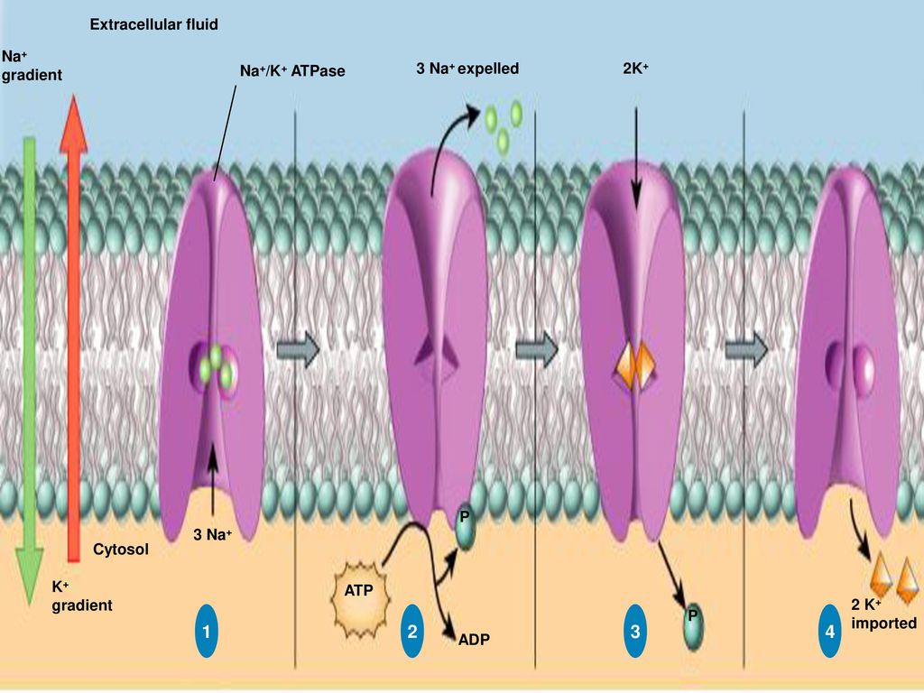 Unit 2 Cells. - ppt download