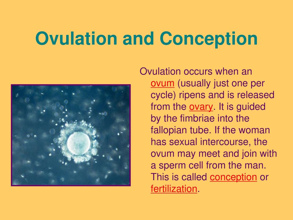 Ovulation Fertilization Implantation 1 St Week