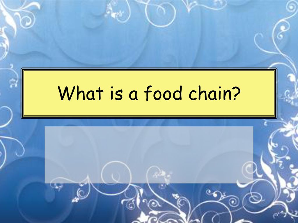 What is a food chain Biology Diagrams