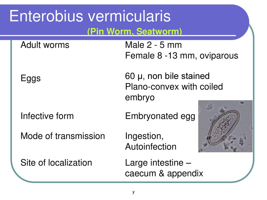 enterobius vermicularis autoinfection)
