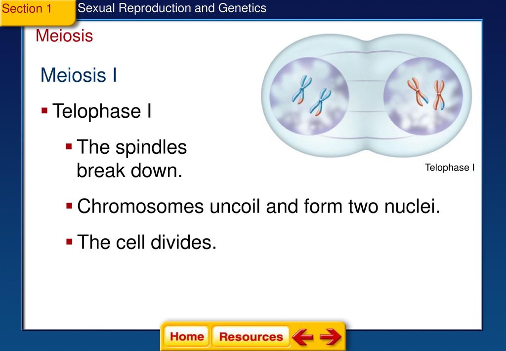 Sexual Reproduction and Genetics Section 1: Meiosis Section 2 ... Biology Diagrams