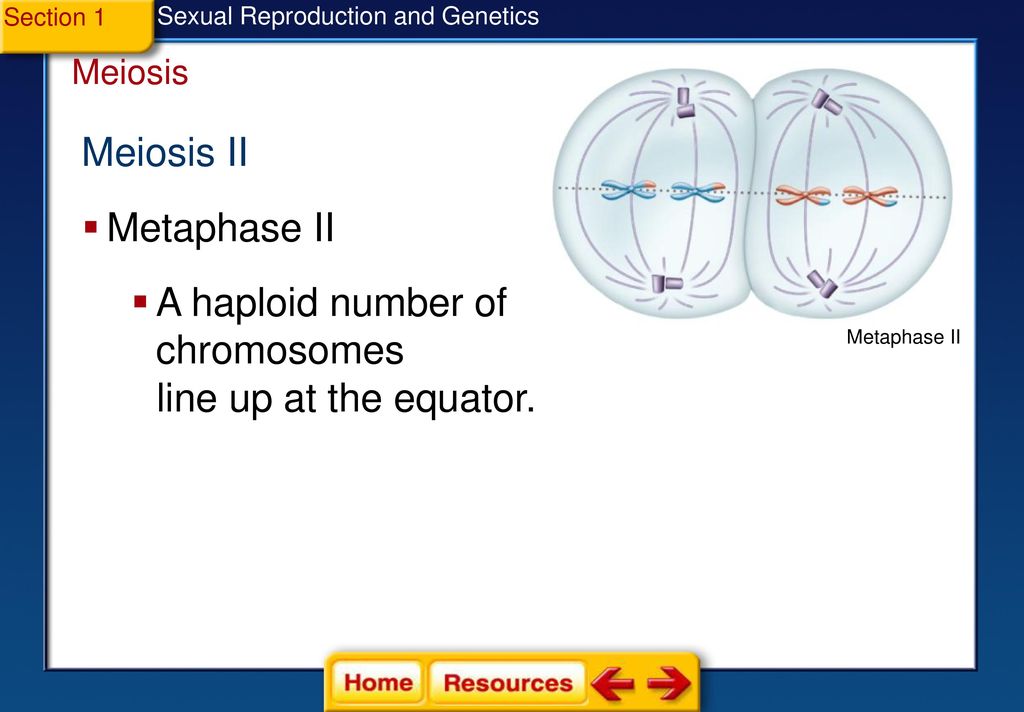 Sexual Reproduction and Section 1 Meiosis Section 2