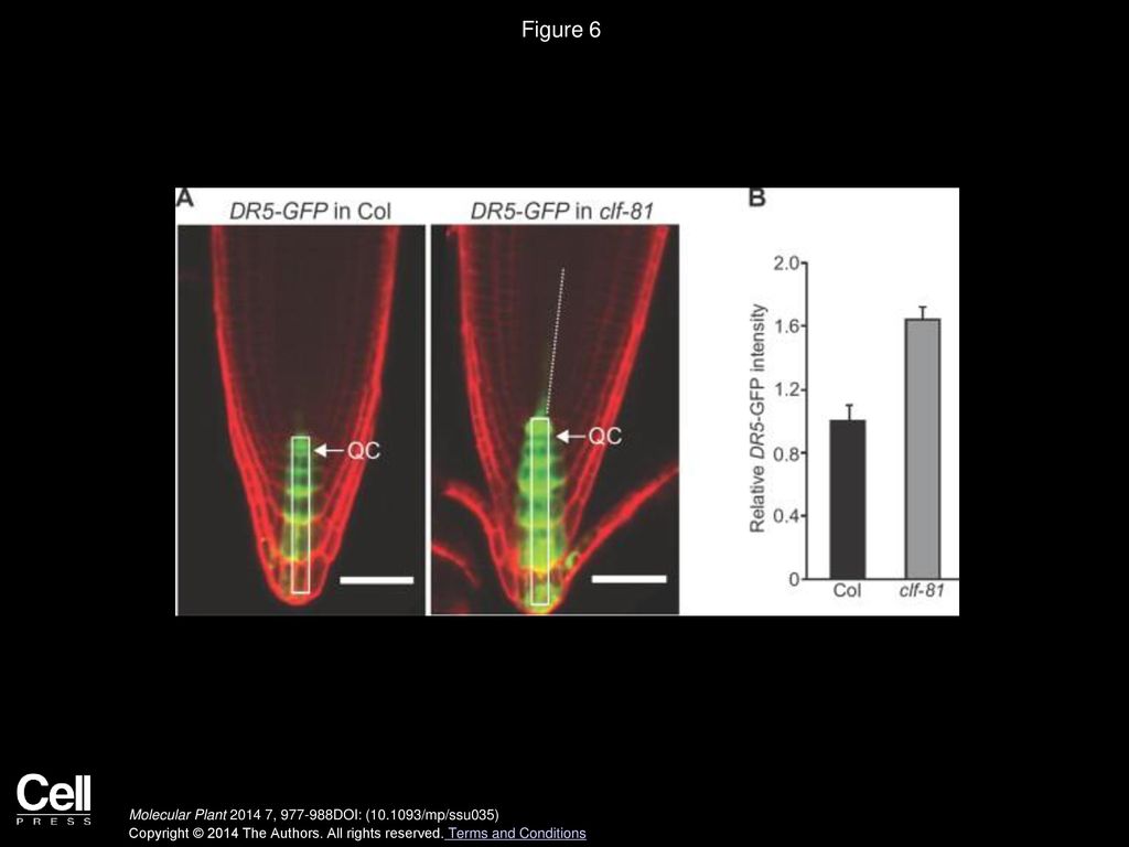 Figure 6 Analysis of the DR5–GFP Auxin Maximum Reporter in Col and clf Primary Roots.
