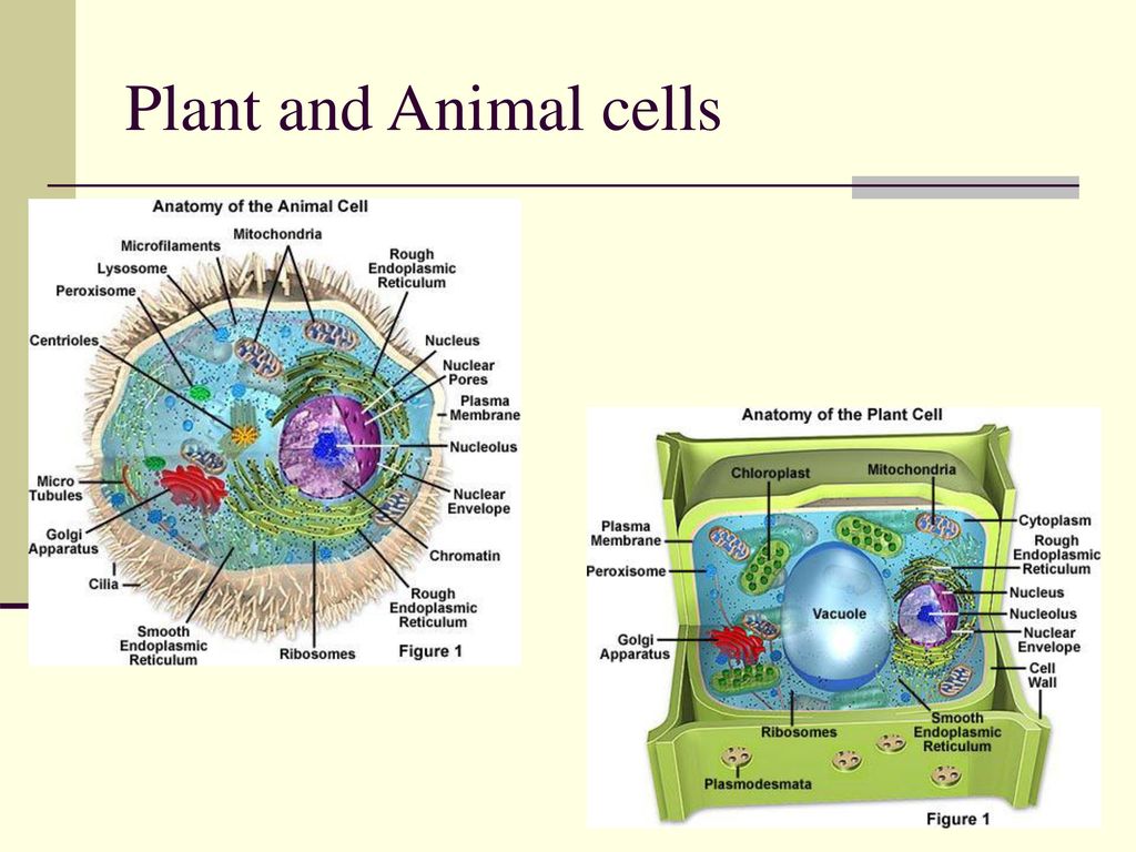How osmosis and diffusion relate to plants and animals. - ppt download