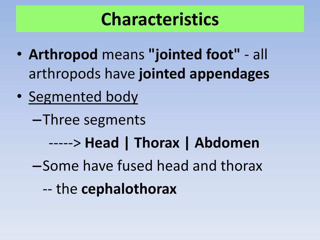 Phylum Arthropoda Insects Arachnids Crustaceans - ppt download