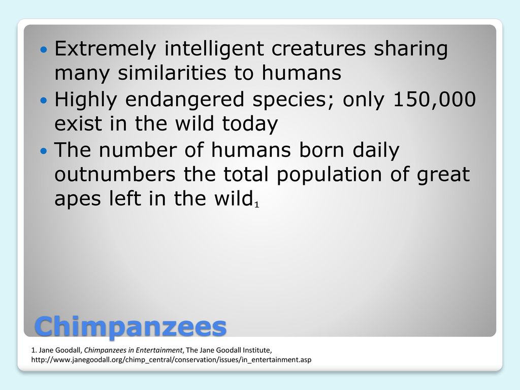 Chimpanzees in Entertainment - ppt download