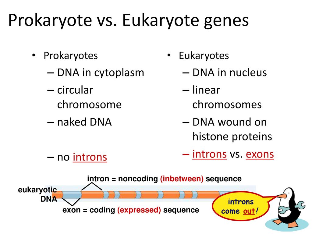 From Gene To Protein How Genes Work (ch. 17). - Ppt Download