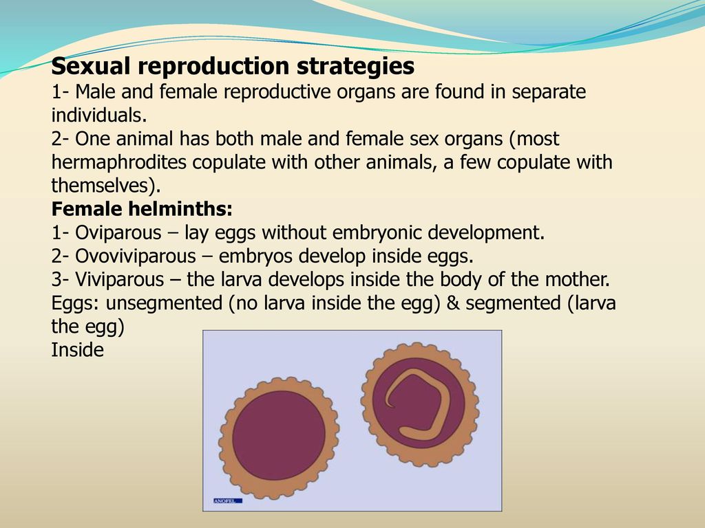 viviparous helminth pépes székletférgek