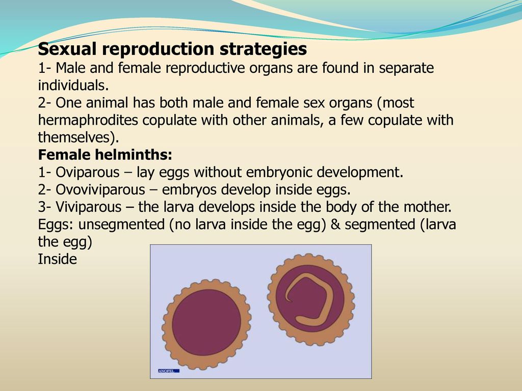 Viviparous helmintusok