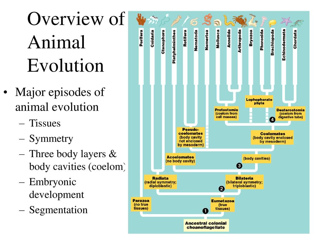 THE EVOLUTION OF THE ANIMAL KINGDOM - ppt download