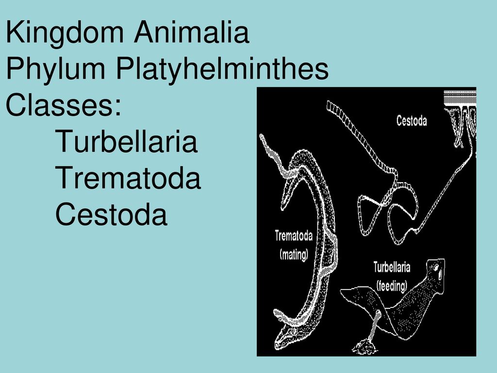 phylum platyhelminthes coelom típus)