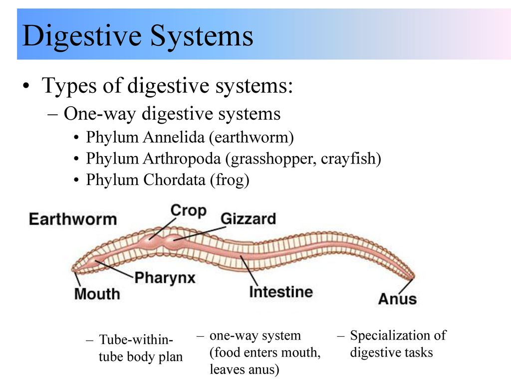 Digestive Systems Functions Of Digestive System Ppt Download