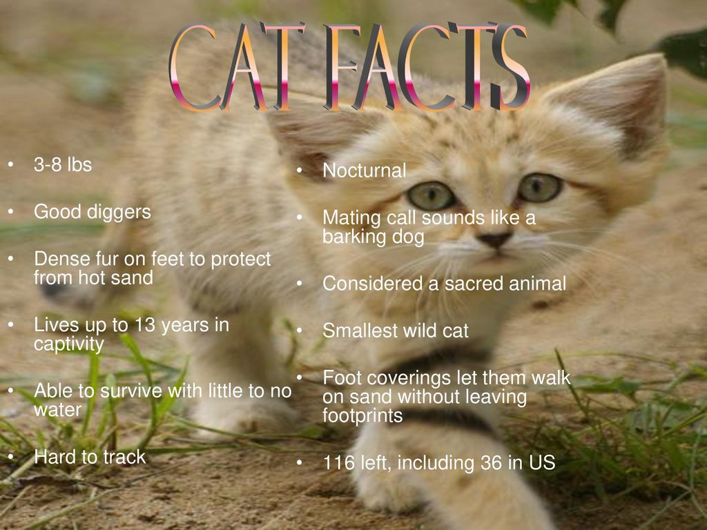 The Sand Cat Endangered Species Ppt Download