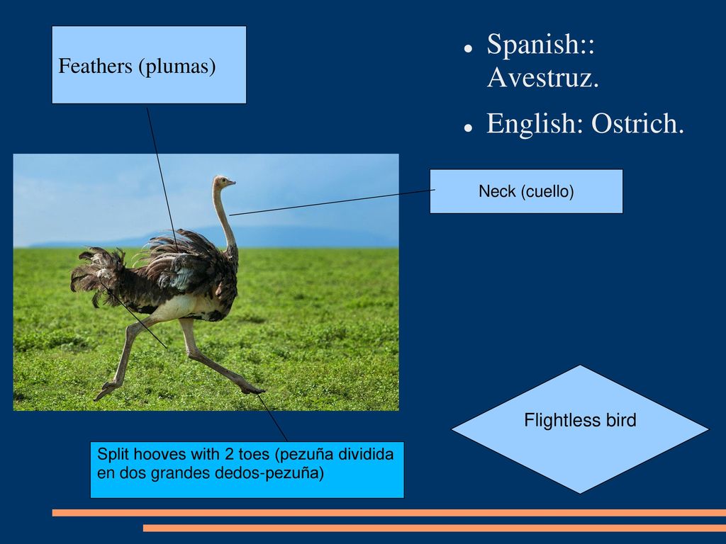 Warm Hot Climates Of The Earth Fauna Ppt Download