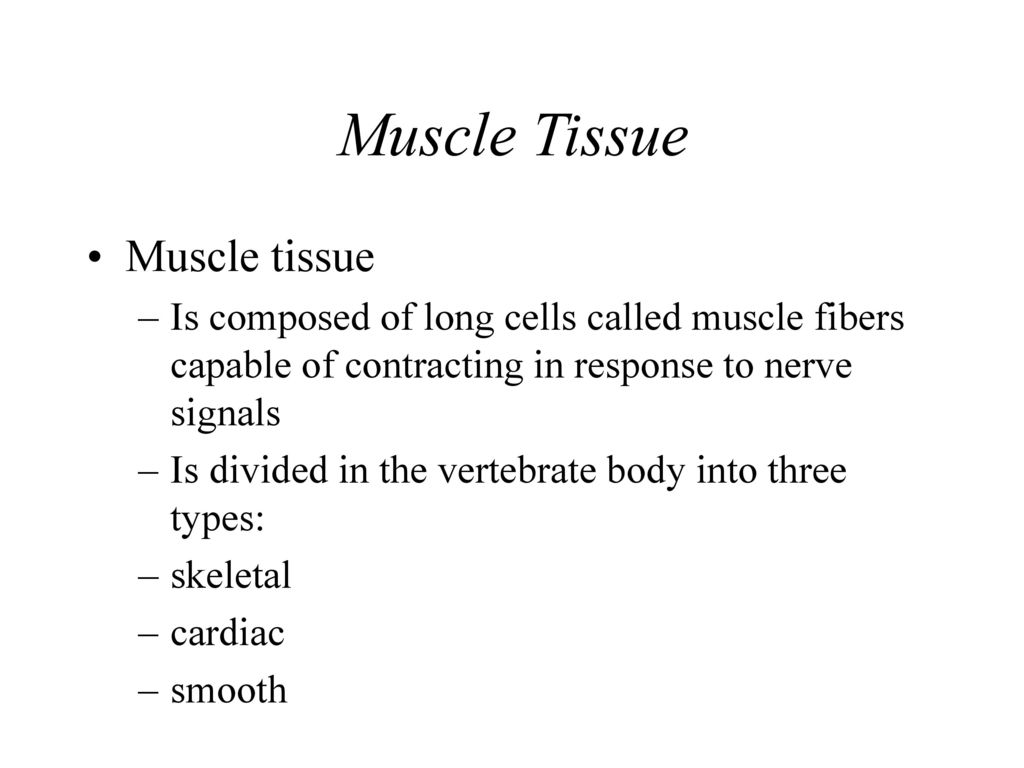 Muscle Tissue Muscle tissue