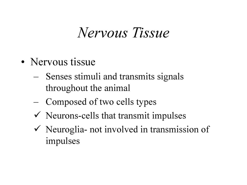 Nervous Tissue Nervous tissue