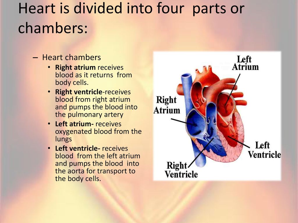 Narayana Health - LV or the left ventricle is the thickest chamber of the  heart which is responsible for pumping oxygenated blood to the vital organs  of the body. A dysfunctional LV