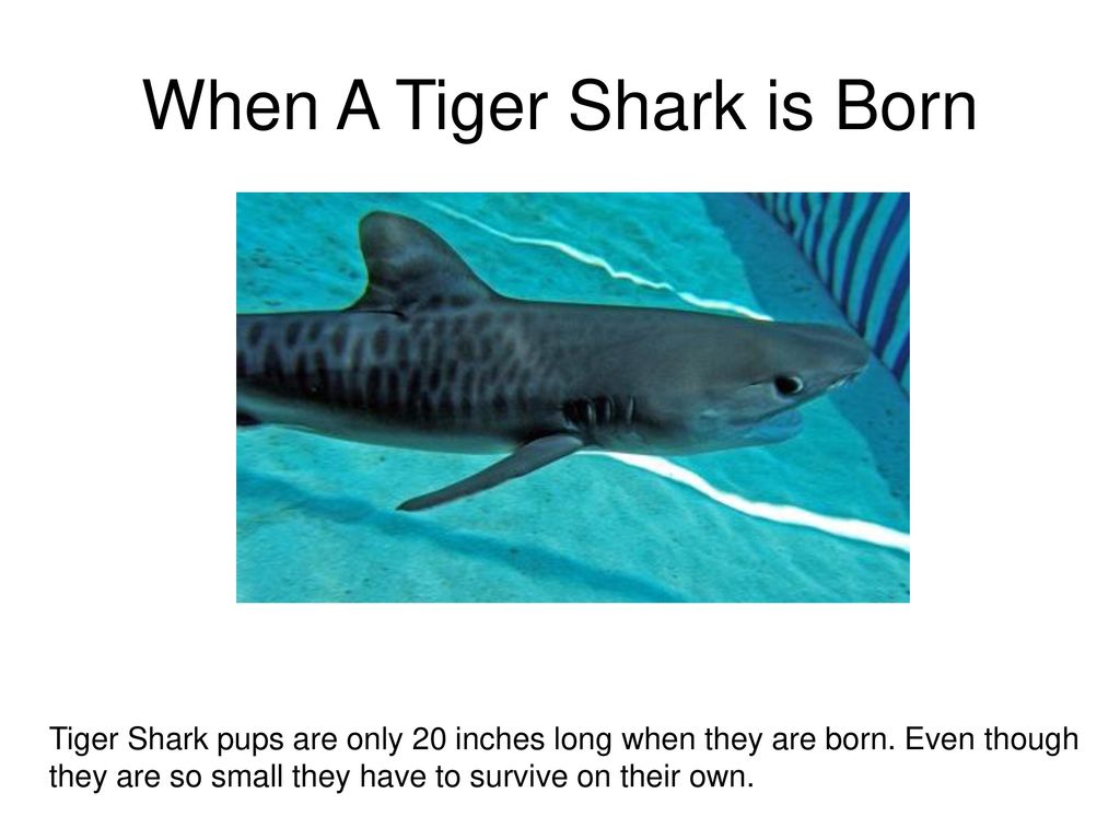 When A Tiger Shark is Born