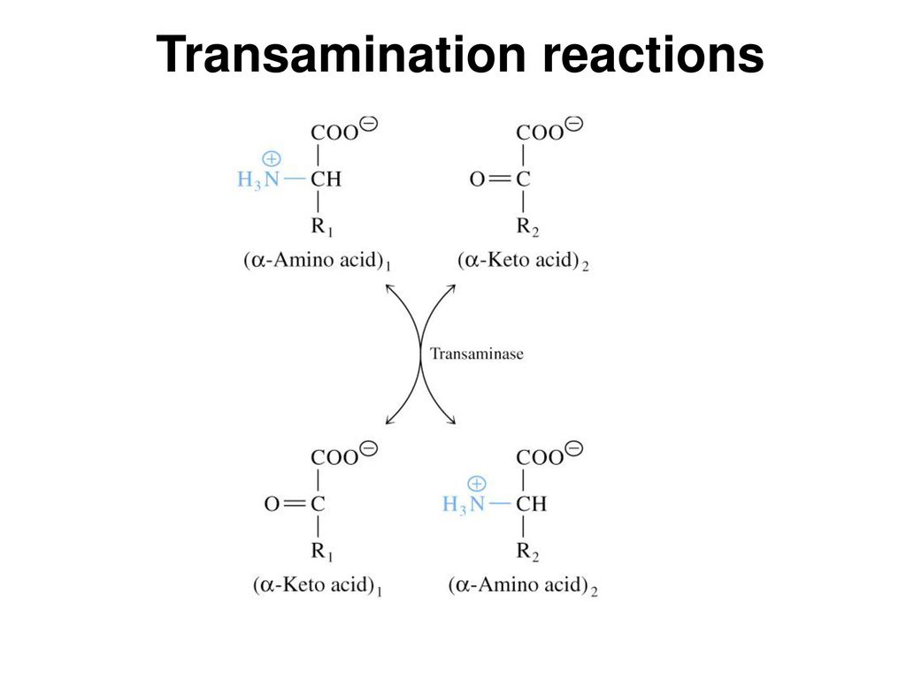 Amino acid metabolism Metabolism of amino acids differs, but 3 common  reactions: Transamination Deamination Decarboxylation. - ppt download