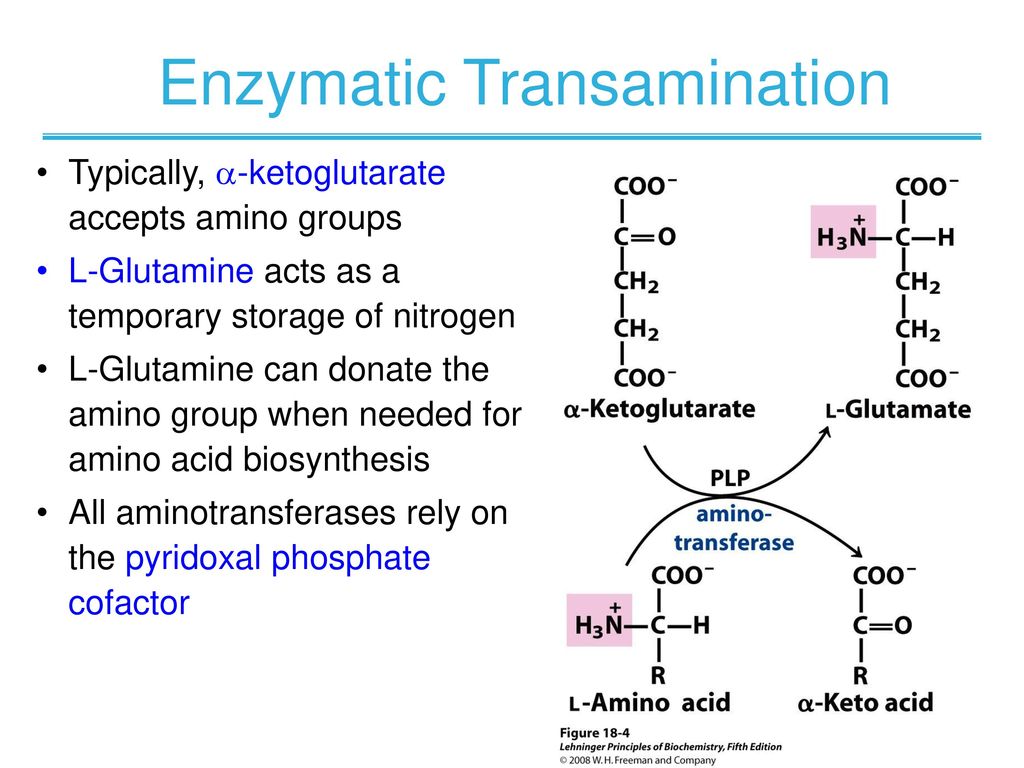 Кетокислоты аминокислот. Transamination of Amino acids. Кетоглутарат аминотрансфераза. Transamination Reaction. Аминокислоты Ленинджер.