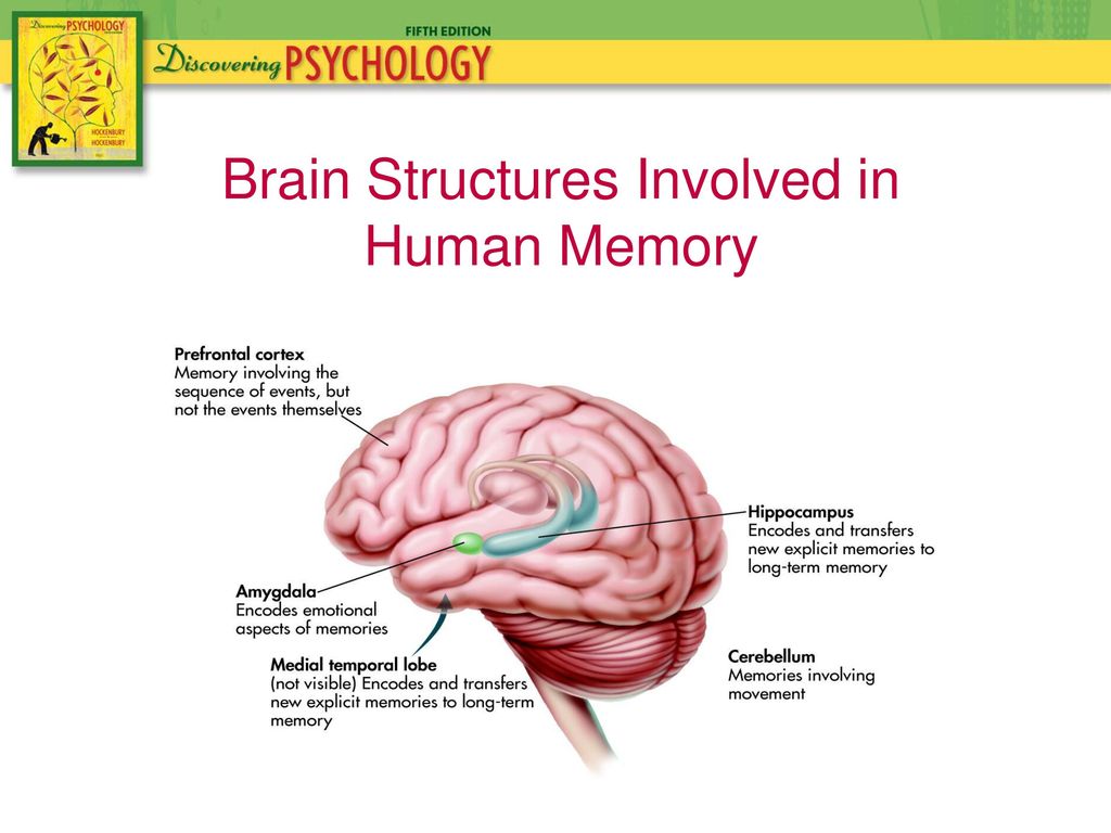 Brain structure. Human Brain structure. Physical structure of the Human Brain. Memory structures Brain. Human Brain Project презентация.