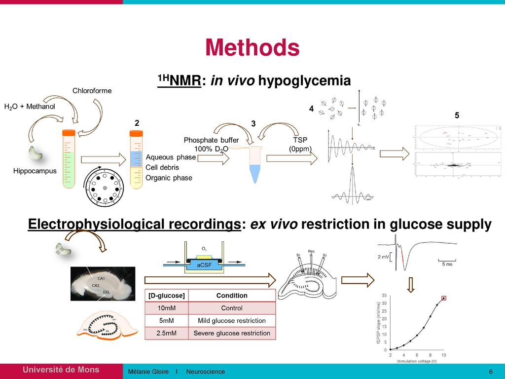 Methods 1HNMR: in vivo hypoglycemia