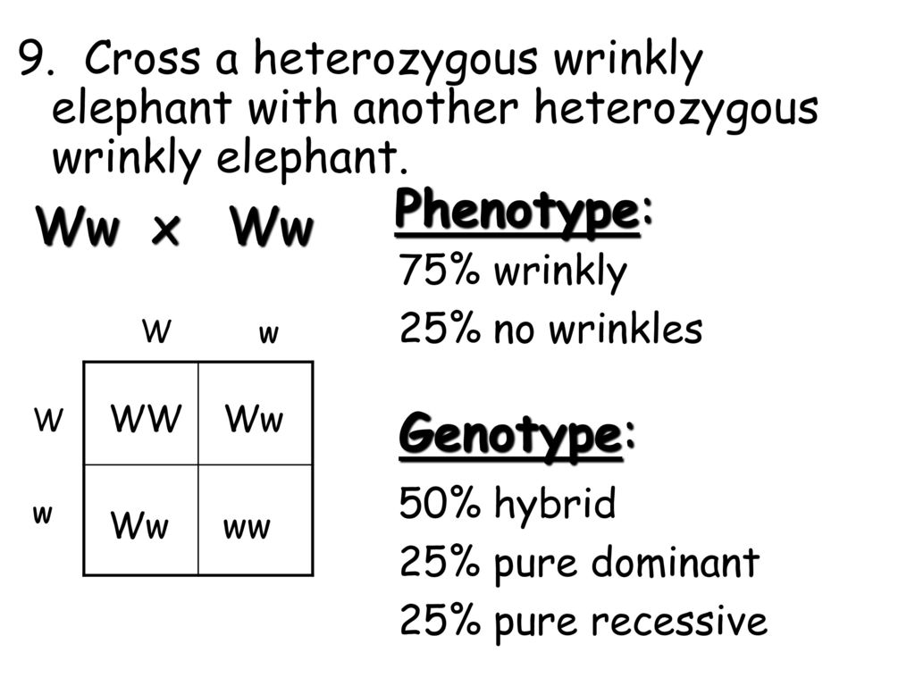 Topic Genetics Aim What Are Punnett Squares Ppt Download