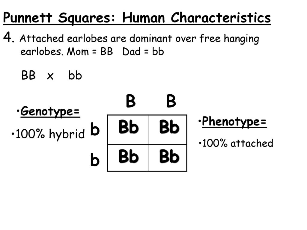 Punnett Squares Basic Introduction, 46% OFF