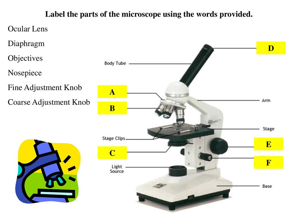 Challenge #1 Parts of the Microscope - ppt download