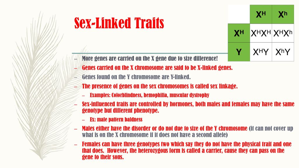 Sex-Linked Traits More genes are carried on the X gene due to size differen...