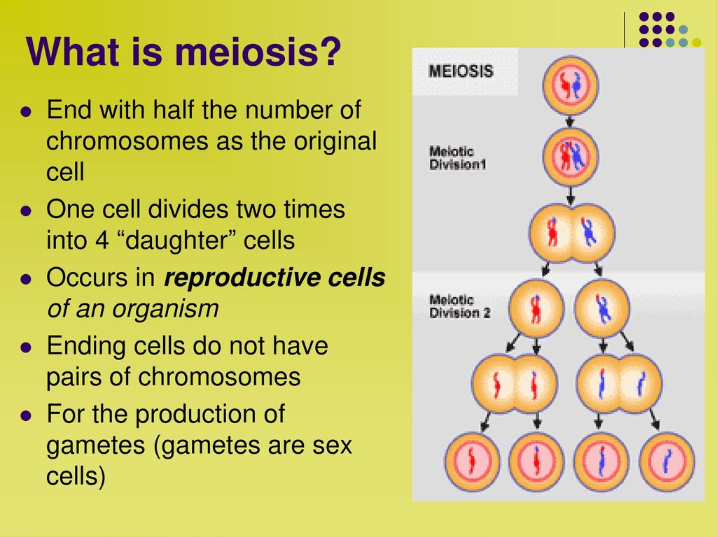 What is meiosis? 